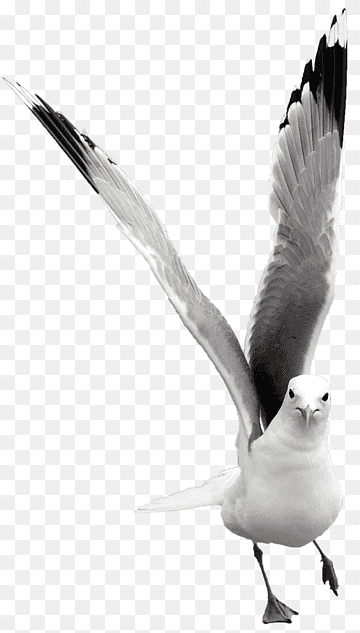 Seagull Free, Nature Bird Water, Animal, Water Bird, Wilderness, Coast, Wadden Sea, Birds, Water, Baltic Sea, png thumbnail