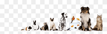 Surtido de mascotas, mascotas de Wimbledon, perro veterinario, gato animal, no mascotas, caballo, mamífero, carnivoran png thumbnail