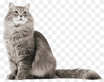 Siberian cat Kitten Dog, Cat HD, alpha Compositing, American Curl, dyr png thumbnail