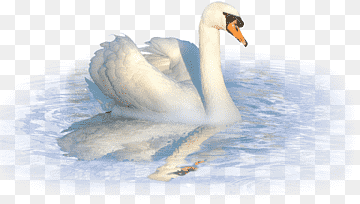 Mute swan Duck Cygnini, swan, white, animals, computer Wallpaper png thumbnail