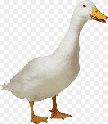 Duck American Pekin Goose, Goose, animals, fauna, animal png thumbnail