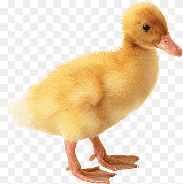 American Pekin Duckling Duckling Goose, duck, image File Formats, animals, chicken png thumbnail