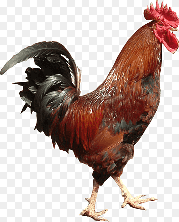 Rooster Beak Feather Chicken as food, feather, animals, galliformes, chicken png thumbnail