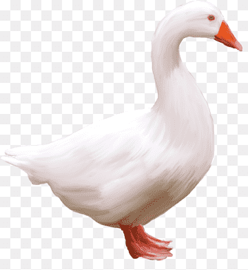 Goose Anser Bird Duck, goose, white, animals, fauna png thumbnail