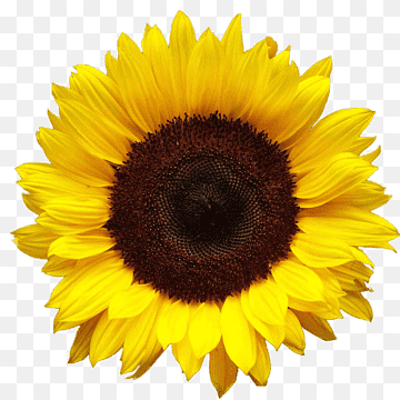 Girasol amarillo y marrón, girasol, formatos de archivo de imagen, presentación, semilla de girasol png thumbnail