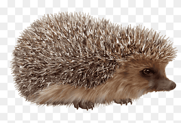 lesiones de fondo de erizo europeo puercoespín erizo en animales de laboratorio, erizo, mamífero, animales, mascota png thumbnail