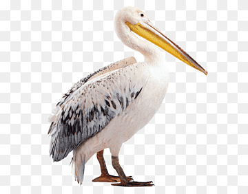 Pelican Beak Fauna Wildlife, Collabora, fauna, wildlife, bird png thumbnail