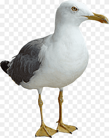 Gulls Bird, Gull, animals, fauna, falcon png thumbnail