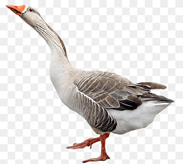 Domestic goose Duck Feather, Goose, animals, chicken, fauna png thumbnail