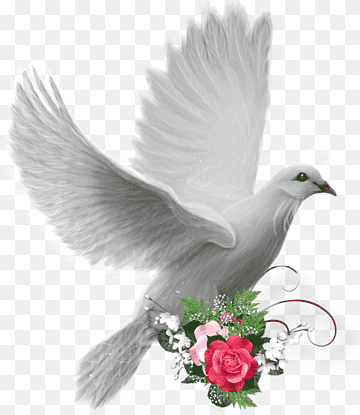 Domestic pigeon Columbidae Bird, Bird, game, animals, release Dove png thumbnail