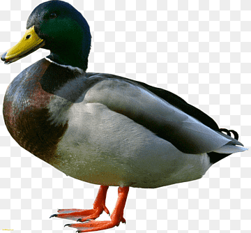 Little Yellow Duck Project American Pekin, ducks, animals, fauna, bird png thumbnail