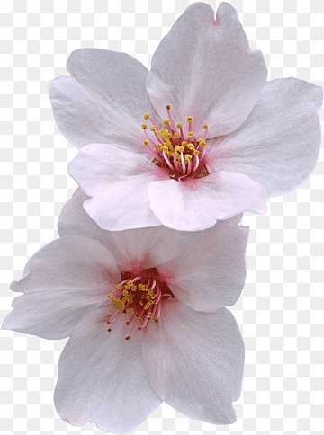zazzle flor de cerezo, flores de durazno, póster, Malvales, las flores png thumbnail