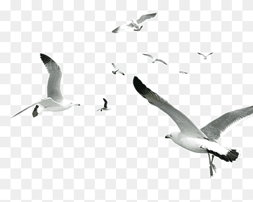 Bird Gulls Computer graphics, Seabirds, animals, fauna, animal png thumbnail