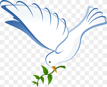 Columbidae Homing pigeon Bird Beak, dove, marine Mammal, white, leaf png thumbnail