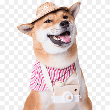 perro labrador retriever cat su perro mascota, perro mascota meng, animales, carnivoran, perro como mamífero png thumbnail