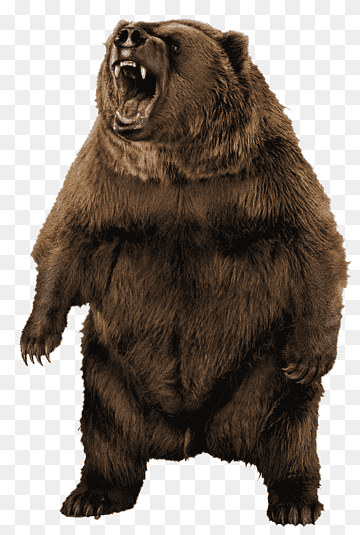 osos grizzly retratos d 'nuestro oso retratos de osos pardos, osos, oso grizzly, retratos, oso café png thumbnail