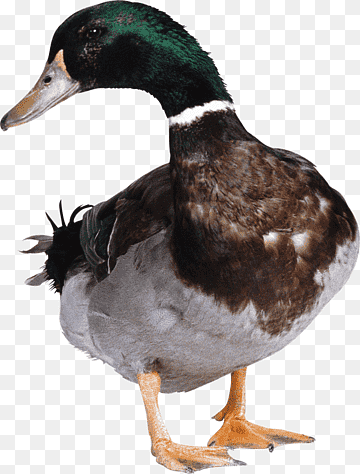 Duck, Goose, animals, fauna, animal png thumbnail