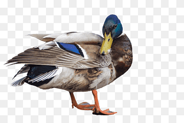 Duck, Mallard, Drake, Isolated, Water Bird, png thumbnail
