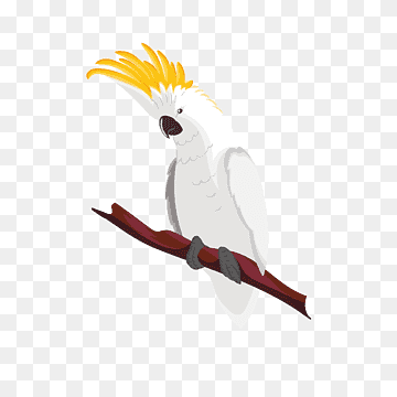 guacamayo pájaro loro verdadero, pelo blanco loro cabeza amarilla, animales, pelo negro, vertebrado png thumbnail
