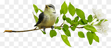 Bird Owl Cygnini Home page, bird flower, animals, branch, fauna png thumbnail
