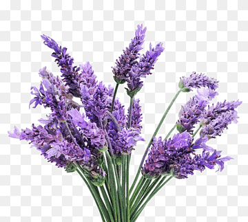 lavender dream, lavender garden, romantic fantasy purple, living world png thumbnail