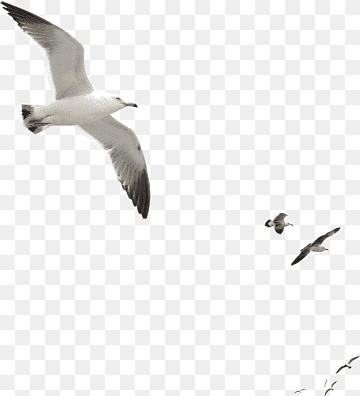 white pigeon illustration, Gulls Bird Duck Goose Octopus, Seagull, fauna, animal, charadriiformes png thumbnail
