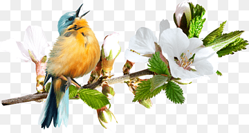 Bird Beak, Bird, animals, lens, branch png thumbnail