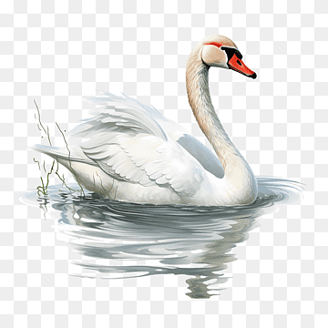 swan swan water white bird, png thumbnail