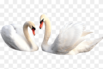 two mute swans, Cygnini Bird, Lovely White Swan, love, white, animals png thumbnail