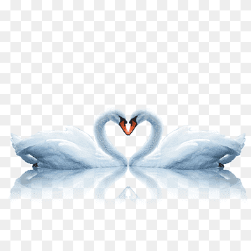 Swan Bird Euclidean, swan, love, animals, heart png thumbnail