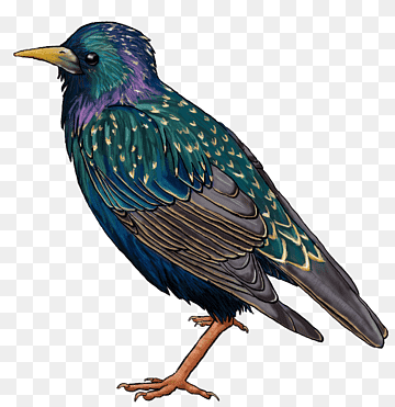 Common starling Drawing Beak, others, fauna, songbird, color png thumbnail
