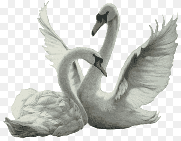 Cygnini Bird, Bird, animals, fauna, bird png thumbnail