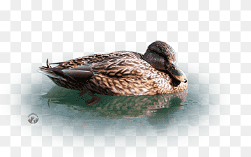 Mallard Duck Fauna Beak Feather, duck, animals, fauna, bird png thumbnail