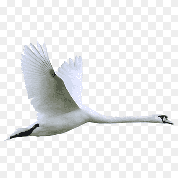 Cygnini Bird, swan, animals, fauna, tail png thumbnail