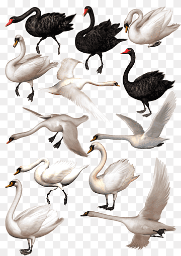 Black swan, Swan Album, love, white, animals png thumbnail
