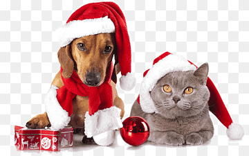 mascotas de navidad, elemento de mascotas, bote, perrito png thumbnail