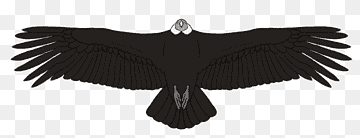 Andean condor Feather Vulture Beak, feather, animals, bird, feather png thumbnail