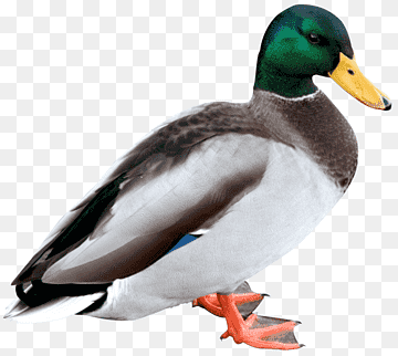 Duck Mallard, duck, animals, fauna, sticker png thumbnail