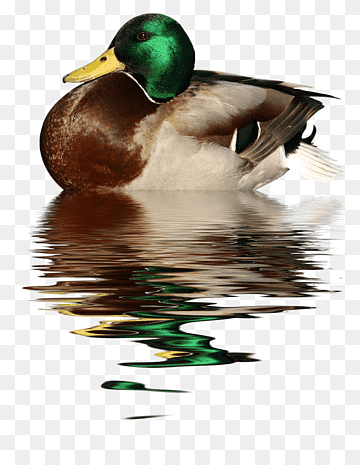 Duck Goose Bird Mallard Trumpeter swan, duck, watercolor Painting, animals, vertebrate png thumbnail