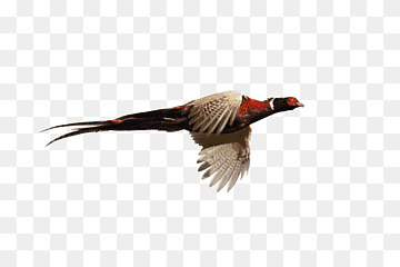 Pheasant Goose Cygnini Flight Bird, goose, animals, galliformes, fauna png thumbnail