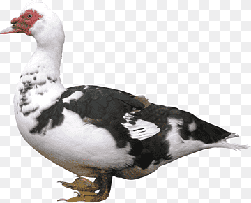 American Pekin Duck Bird Chicken Mulard, goose, animals, fauna, mallard png thumbnail
