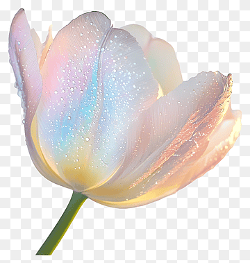 Holografinen tulppaani, tulppaani kastepisaroilla, png thumbnail