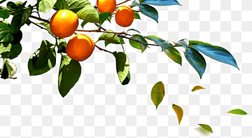 South Korea Poster, Branches persimmon fruit, food, tree Branch, orange png thumbnail