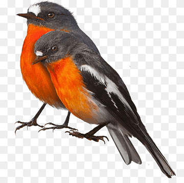 Songbird European robin Cygnini, birds, winter, animals, fauna png thumbnail