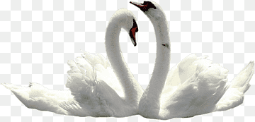 Tundra Swan Black swan Bird Wedding, swan, white, animals, animal png thumbnail