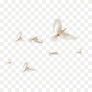 Rock dove Columbidae Bird Doves as symbols, pigeon, white, animals, material png thumbnail