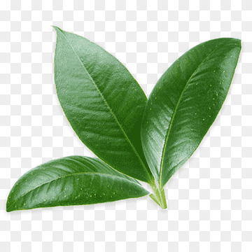 Leaf Persian lime Kaffir lime Citrus × sinensis, Leaf, food, leaf, orange png thumbnail