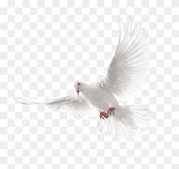 Columbidae Holy Spirit Doves as symbols, White flying pigeon, white dove flying, animals, world, release Dove png thumbnail