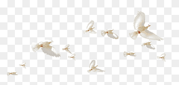 Rock dove Flight Columbidae Wing, A group of white pigeons, angle, white, animals png thumbnail