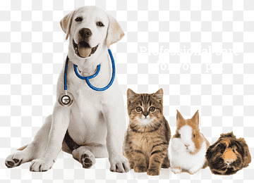 labrador retriever cachorro mascota sentado veterinario, mascotas, animales, gato como mamífero, carnivoran png thumbnail